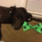 Thumbnail: Atticus