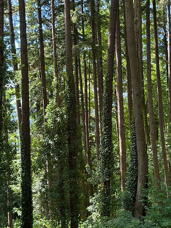 Tall trees in lavardi sanctuary with ivy-covered trunks