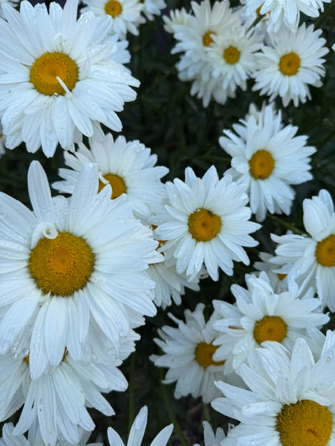 Like a daisy reaching toward the light, resilience is not only about surviving. It is about growing wisely.
