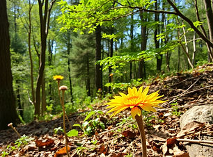 nature.jpg
