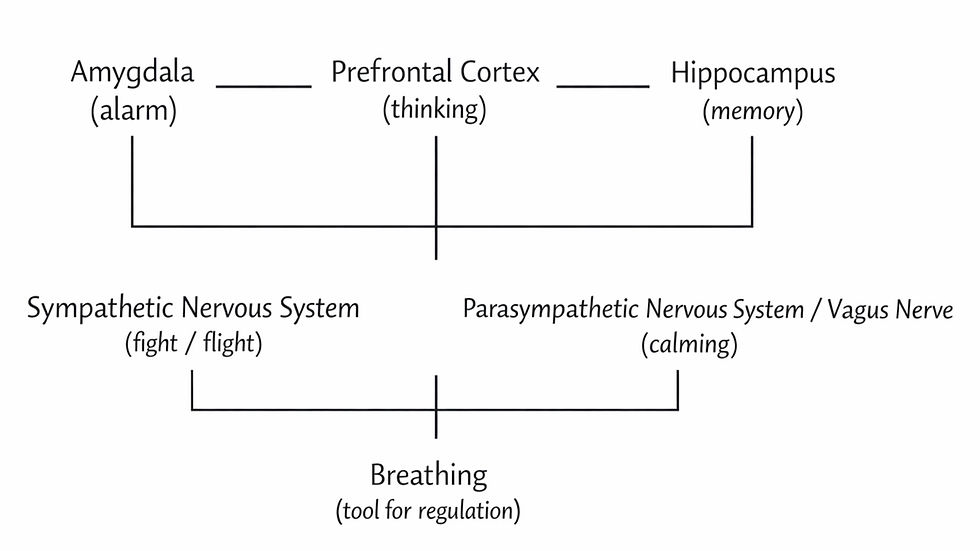 Diagram of brain regions and nervous systems, showing breathing as a regulation tool between fight/flight and calming.