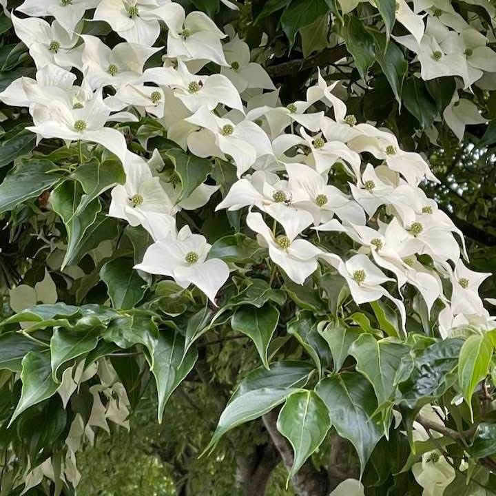 White dogwood blossoms and glossy green leaves fill the frame on a tree in a lush outdoor setting.