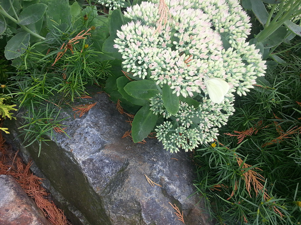 This image symbolizes resilience and healing. Like flowers growing beside stone, it reflects the strength many women carry through hardship, trauma and emotional pain while still finding ways to grow, heal and transform.