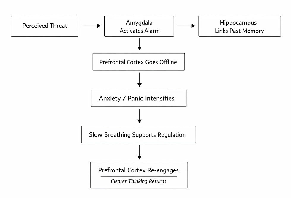 Flowchart shows perceived threat triggering amygdala alarm, anxiety/panic, slow breathing, and clearer thinking returns.