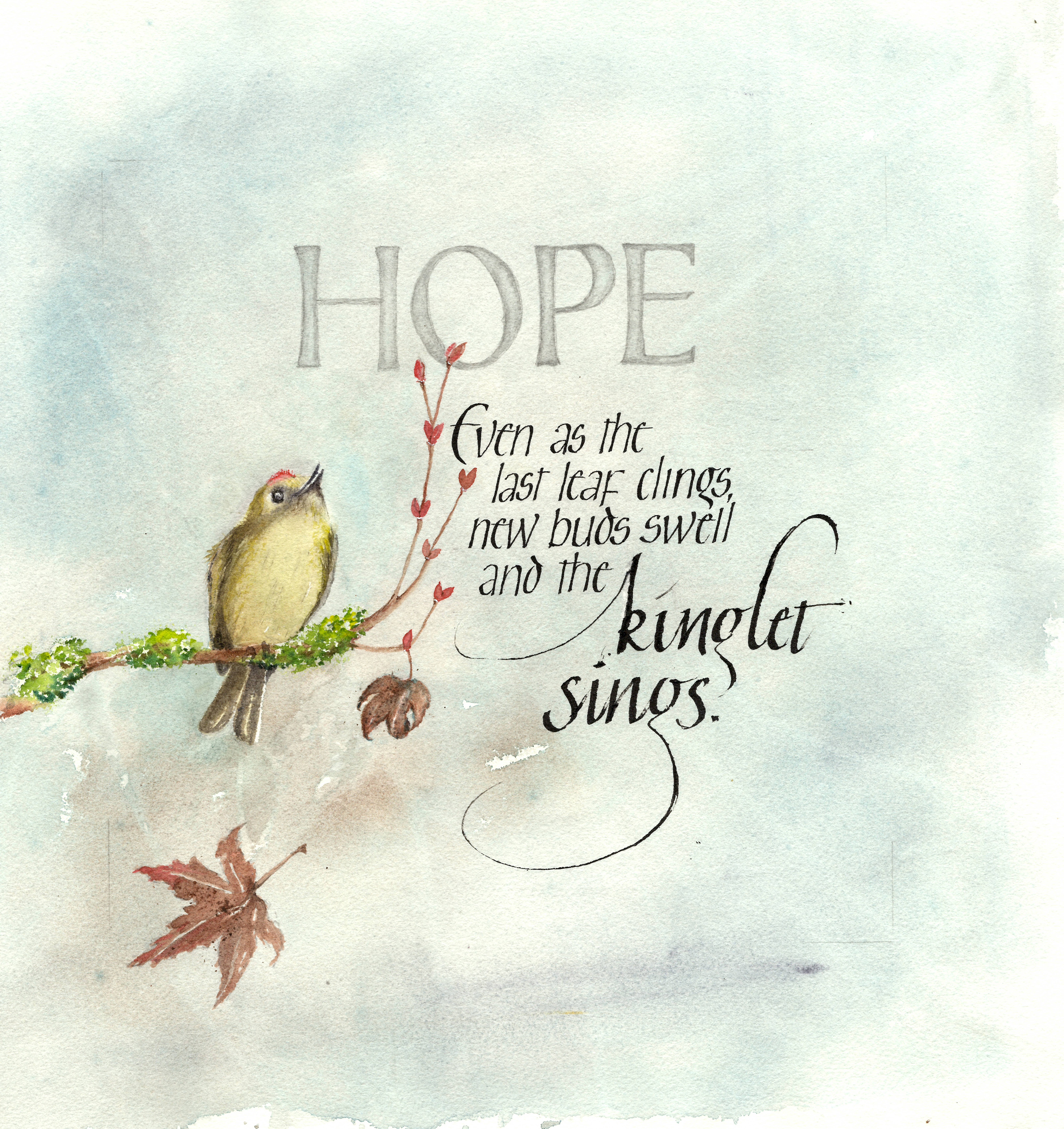 kinglet hope sized