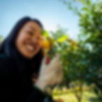 Yuzu_Picking_Kito_Tokushima