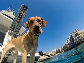 Sailboat cockpit with a dog, water bowl, and pet safety gear visible