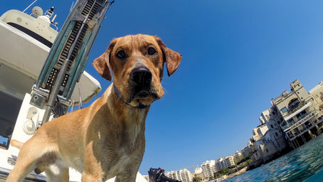Sailboat cockpit with a dog, water bowl, and pet safety gear visible