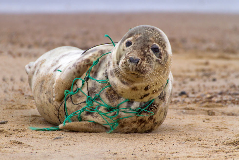 Abandoned fishing rope and plastic gear washed ashore