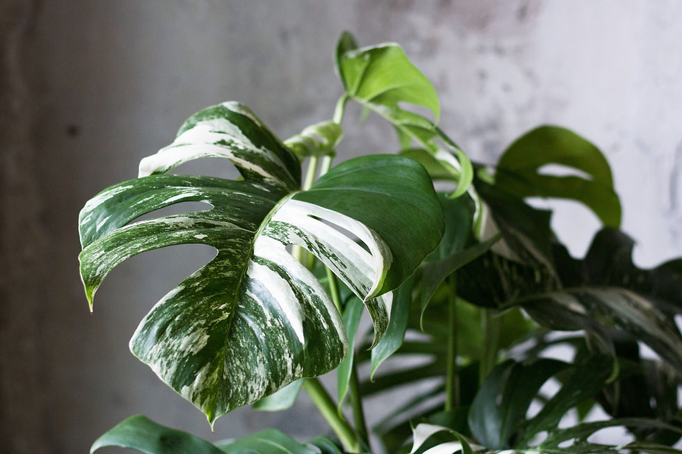 Monstera deliciosa 'variegata'