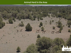 Animal Herd in the Area.jpeg
