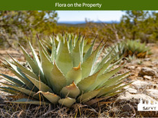 Flora on the Property.jpeg