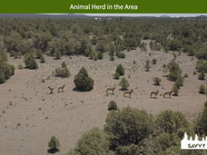Animal Herd in the Area.jpeg