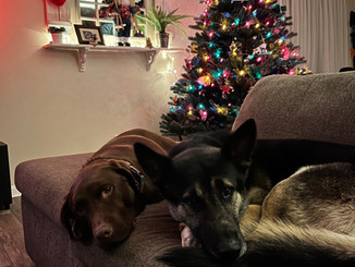 Merry Christmas from Maverick and Hachi