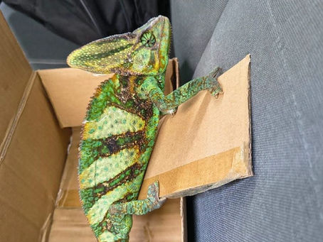 Resguardan a camaleón localizado en la Avenida Hidalgo de Guadalajara