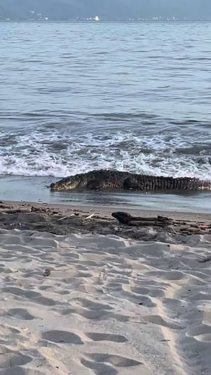 SEMAR recupera cuerpo de persona tras ataque de cocodrilo en Boca Negra
