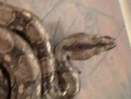 POLICÍAS DE TLAQUEPAQUE LOCALIZAN UNA SERPIENTE PITÓN