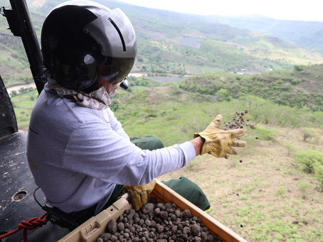Zapopan bombardea con semillas sus bosques