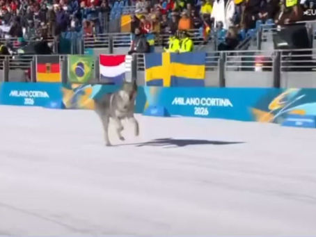 Nazgul, el perro lobo checoslovaco que se coló en los Juegos Olímpicos de Invierno 2026