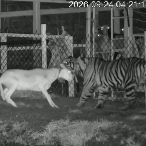 Alerta en La Barca, Jalisco: Reportan Avistamiento de Tigre en San José de las Moras