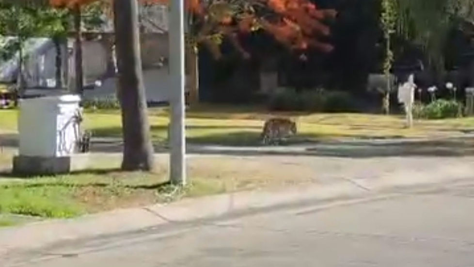 Reportan avistamiento de un tigre en el fraccionamiento Valle Real, Zapopan