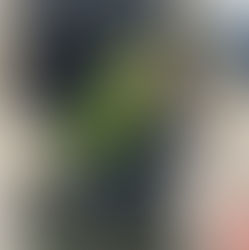 Policía de Guadalajara rescata a un loro "cachetes amarillos" en la colonia San Andrés