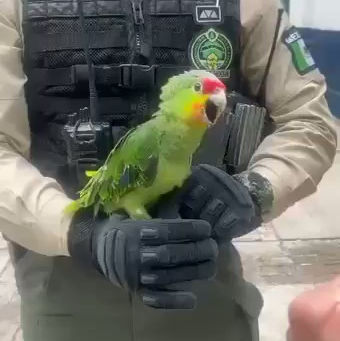 Policía de Guadalajara rescata a un loro "cachetes amarillos" en la colonia San Andrés