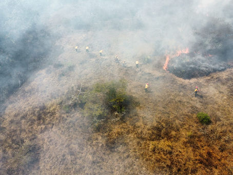 Incendio Forestal El Carrizal Tapalpa Controlado: Brigadas Logran Contener Fuego