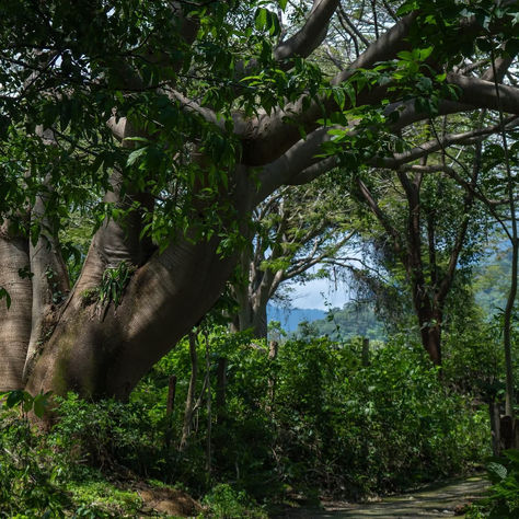 Sierra de Cacoma es declarada Área Estatal de Protección Hidrológica en Jalisco