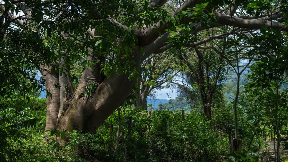 Sierra de Cacoma es declarada Área Estatal de Protección Hidrológica en Jalisco