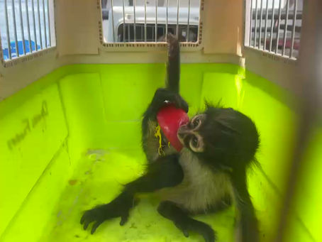 Rescate de Mono Araña en Guadalajara: Protección a Especie en Peligro