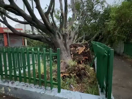 Obstrucción en la vía pública por caída de ejemplar forestal