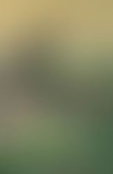 Denuncian agresión a león en el Zoológico Guadalajara tras difusión de video