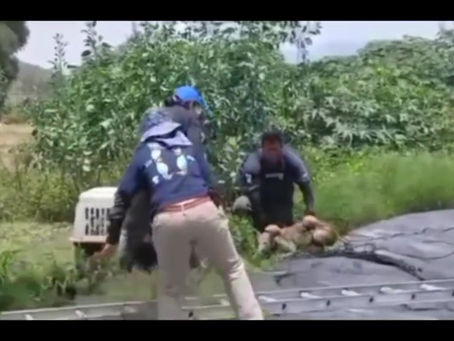 Rescata URFST a coyote atrapado en fosa de captación de agua