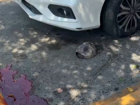 Balacera en centro comercial de Guadalajara: Reportan herido y vehículo dañado