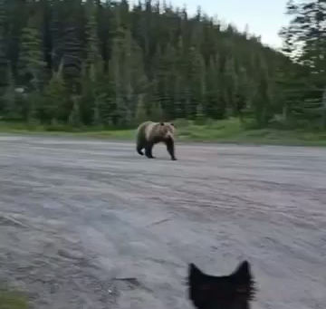 Excursionista sobrevive al encuentro cercano con un oso grizzly en el bosque de Canadá