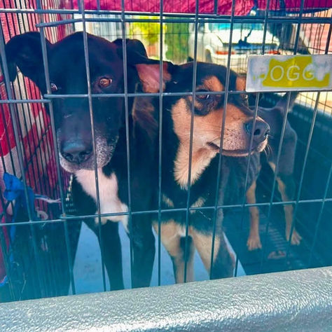 Zapopan rescata a cuatro perros en situación de maltrato tras reporte ciudadano