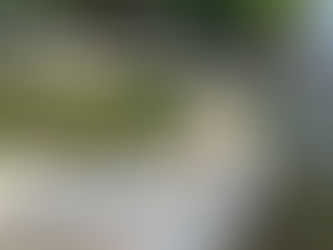 Rescatan a Perrito "Flaco" con Severa Desnutrición en El Salto
