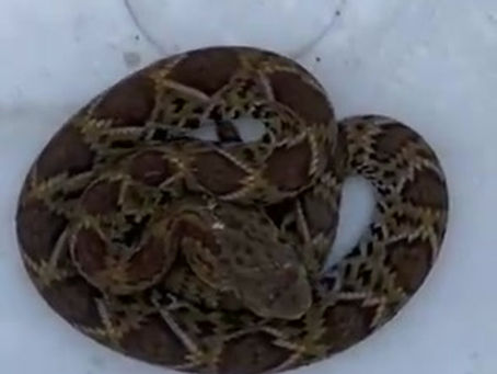 Rescatan a serpiente de cascabel