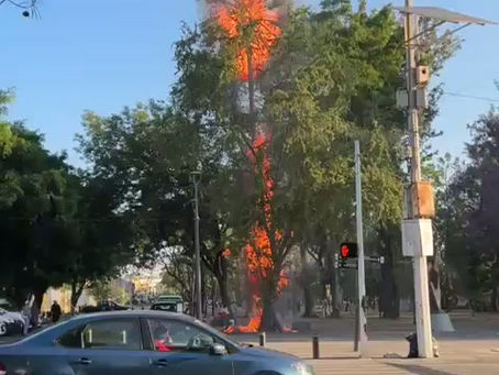 Sofocan incendio de palmera en el Parque Morelos de Guadalajara