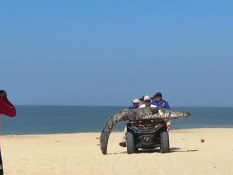 Capturan y reubican cocodrilo de 3 metros en Playa Bachoco, Puerto Escondido
