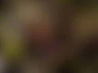 DIF Jalisco y DIF Guadalajara refuerzan Brigada de Invierno 2026: Apoyo a personas en situación de calle y movilidad