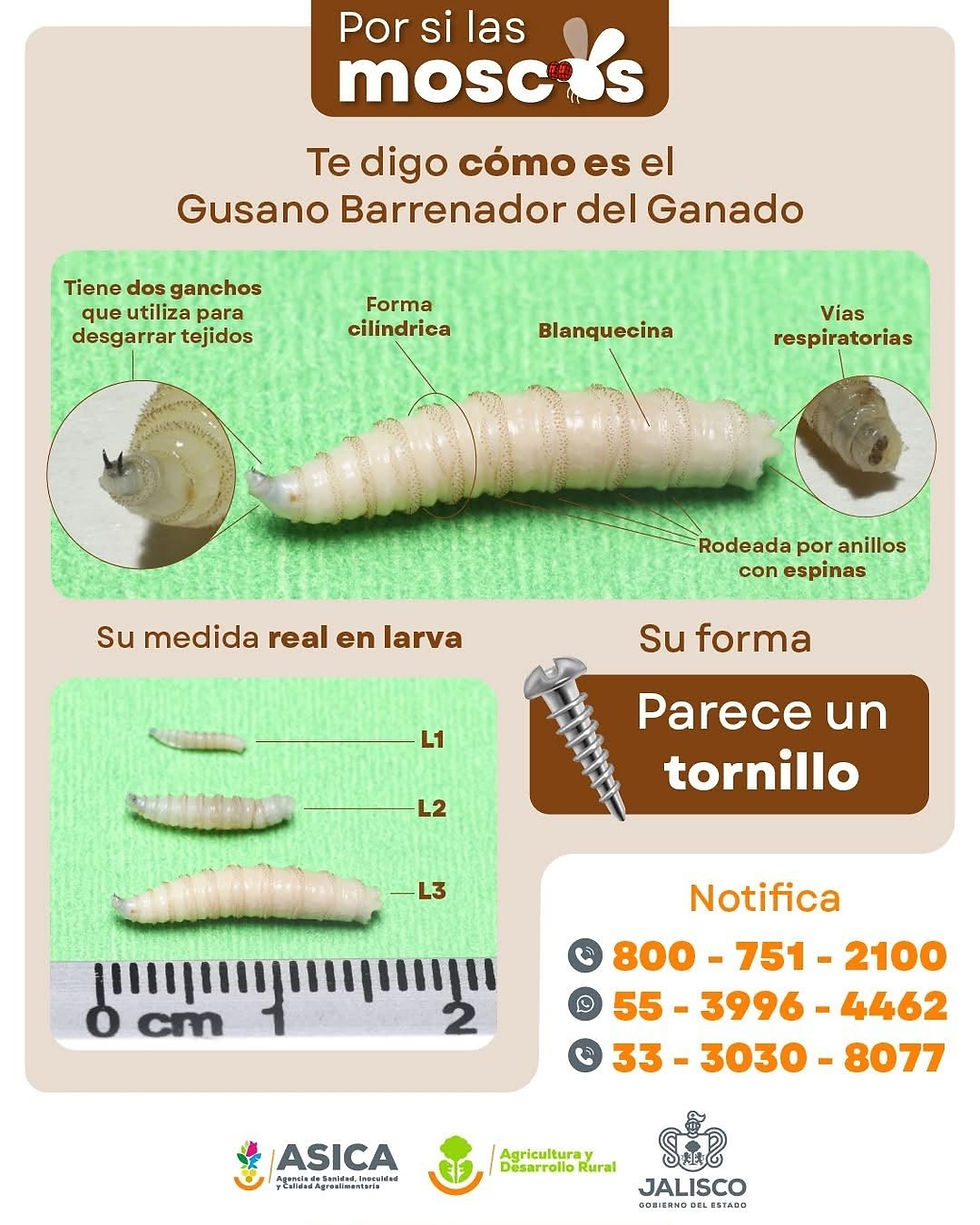 Gusano barrenador del ganado: Características y ciclo de vida de la larva Cochliomyia hominivorax