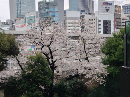 春の色