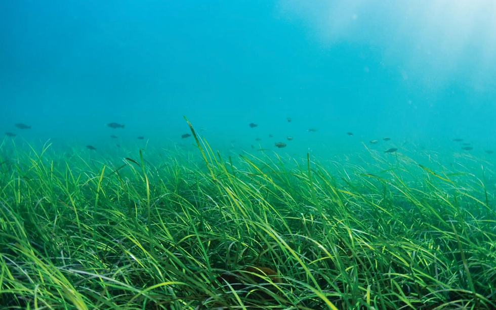 Figure 1: Seagrass bed off Falmouth. Photo courtesy of Lewis Jefferies