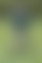 Chippenham 2nd XV v Minety 1st XV