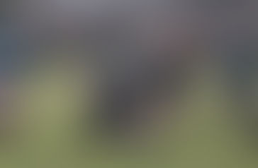 Minety 1st XV v Sutton Benger 1st XV