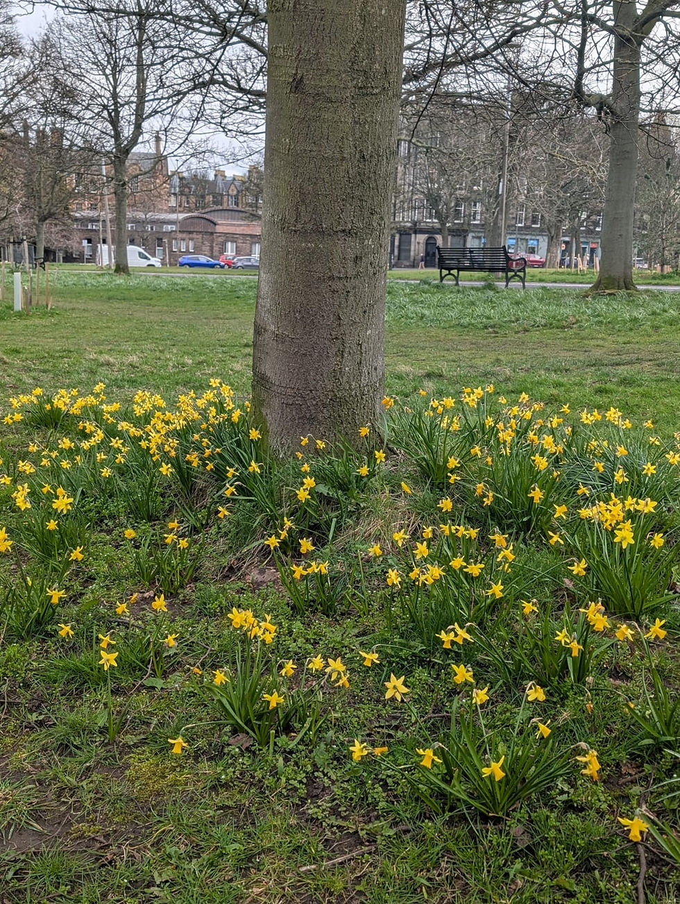 A tree surrounded by yellow daffodils in a park. Overcast sky, bare branches, and distant buildings.