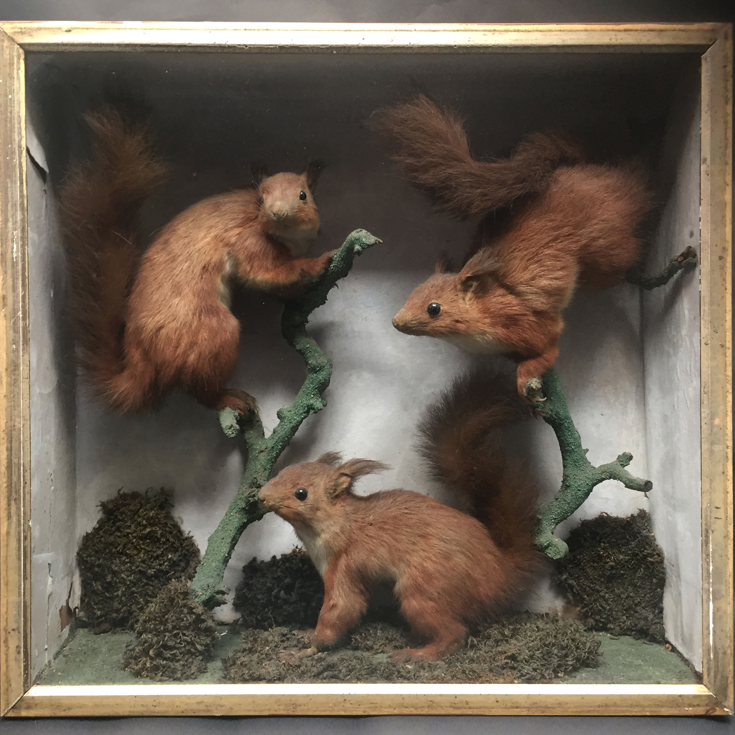 Victorian Red Squirrels In A Glazed Case