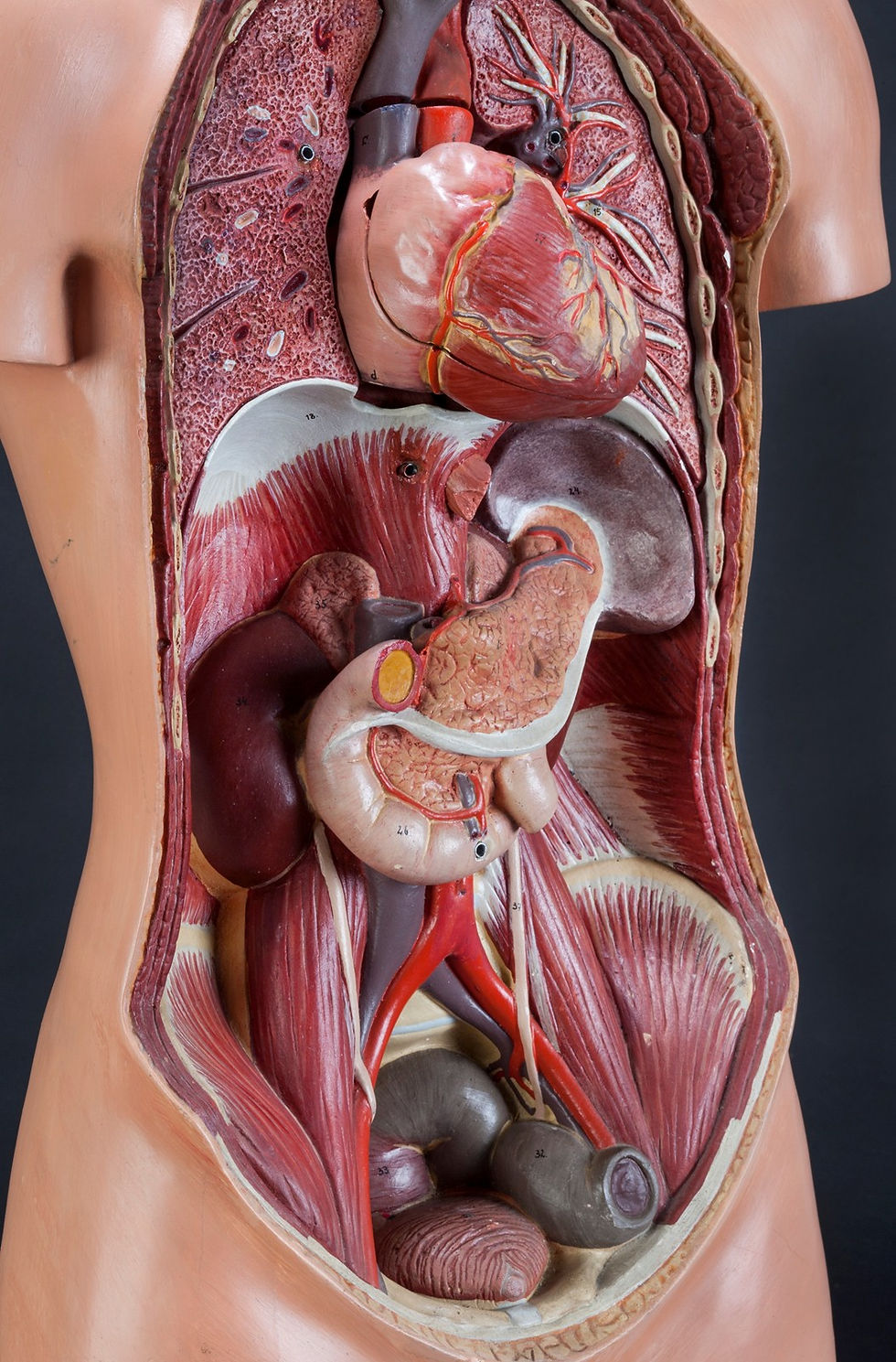 Thumbnail: ANATOMICAL TORSO WITH REMOVABLE HEART BY SOMSO